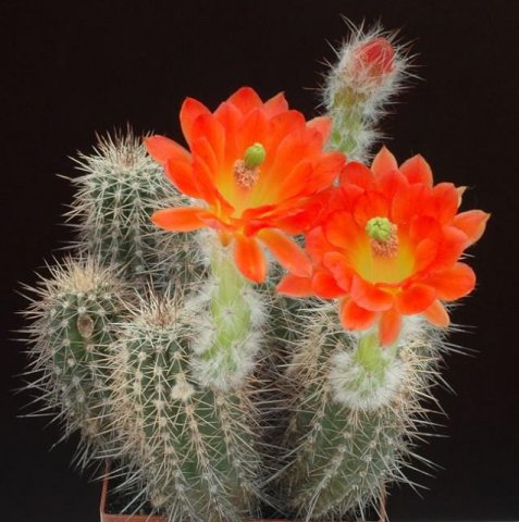 Echinocereus_palmeri